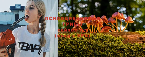 прущие грибы Верхний Тагил